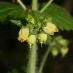 scrophularia_vernalis2