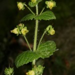 scrophularia_vernalis3