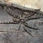 acantholycosa_lignaria1