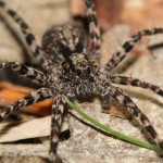acantholycosa_lignaria2