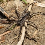 acantholycosa_lignaria3