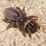 atypus_affinis1