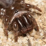 atypus_affinis2