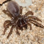 atypus_affinis3