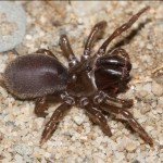 atypus_affinis4