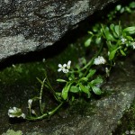 cardamine-resedifolia-2