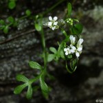 cardamine_resedifolia1