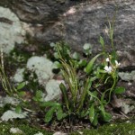 cardamine_resedifolia3