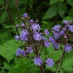 cicerbita-alpina-1