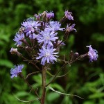 cicerbita-alpina-2