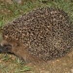 erinaceus_europaeus1