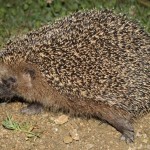 erinaceus_europaeus2