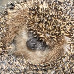 erinaceus_europaeus3