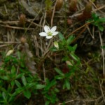 minuartia-caespitosa-1