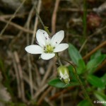 minuartia_caespitosa3