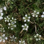 nigella_arvensis