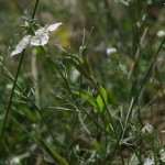 nigella_arvensis1