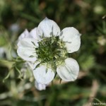 nigella_arvensis2