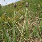 plantago_atrata_subsp_sudetica1