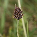 plantago_atrata_subsp_sudetica2