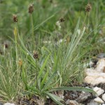 plantago_atrata_subsp_sudetica3