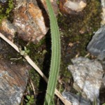 plantago_atrata_subsp_sudetica4