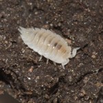 platyarthrus_hoffmannseggi1
