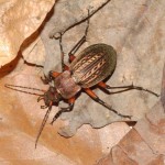 tachypus_cancellatus3