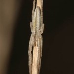 tibellus_oblongus3