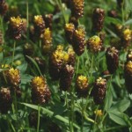 trifolium_spadiceum1