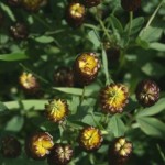 trifolium_spadiceum2