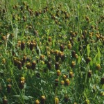 trifolium_spadiceum3
