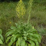 verbascum_speciosum1