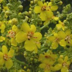 verbascum_speciosum2