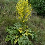 verbascum_speciosum3