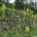 verbascum_speciosum4