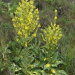 verbascum_speciosum5