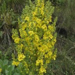 verbascum_speciosum6