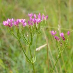 Centaurium erythraea 1