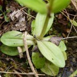 Centaurium erythraea 2