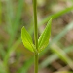 Centaurium erythraea 3