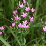 Centaurium erythraea 4