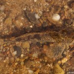 Cottus gobio 1