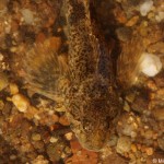 Cottus gobio 2