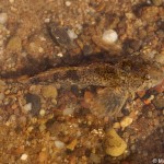 Cottus gobio 3