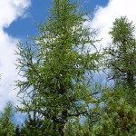 Larix decidua 1