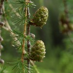 Larix decidua 3