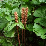 Orobanche flava 1