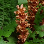 Orobanche flava 2