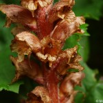 Orobanche flava 3